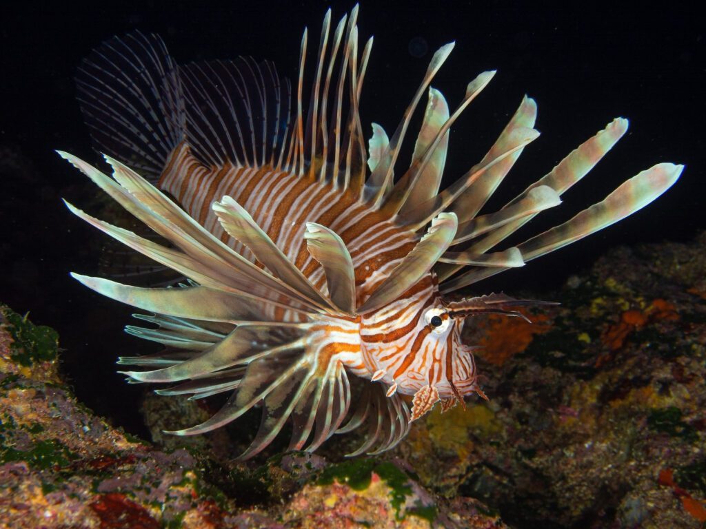 Λεοντόψαρο